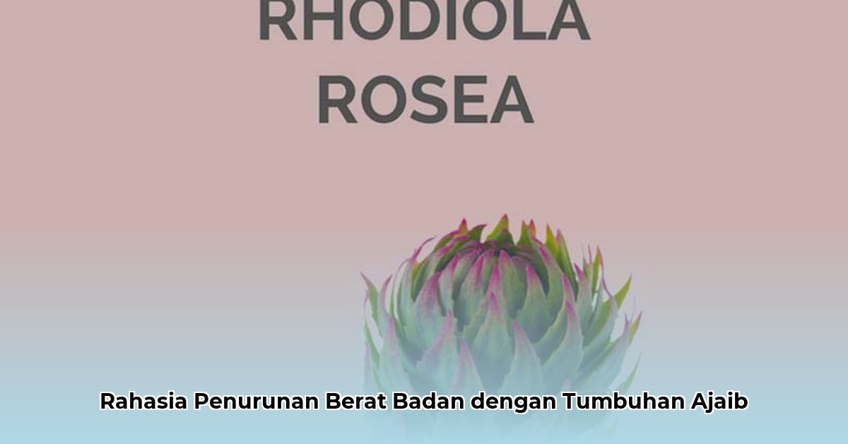 rhodiola rosea weight loss
